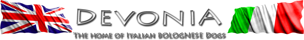 Devonia Bolognese Dogs - Bolognese Puppies - Kennel Club Assured Breeder